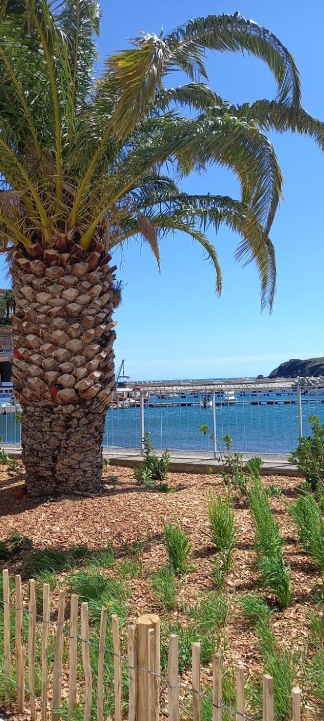Appart F3 A 150 M De La Plage Avec Parking Prive Cerbère Zewnętrze zdjęcie